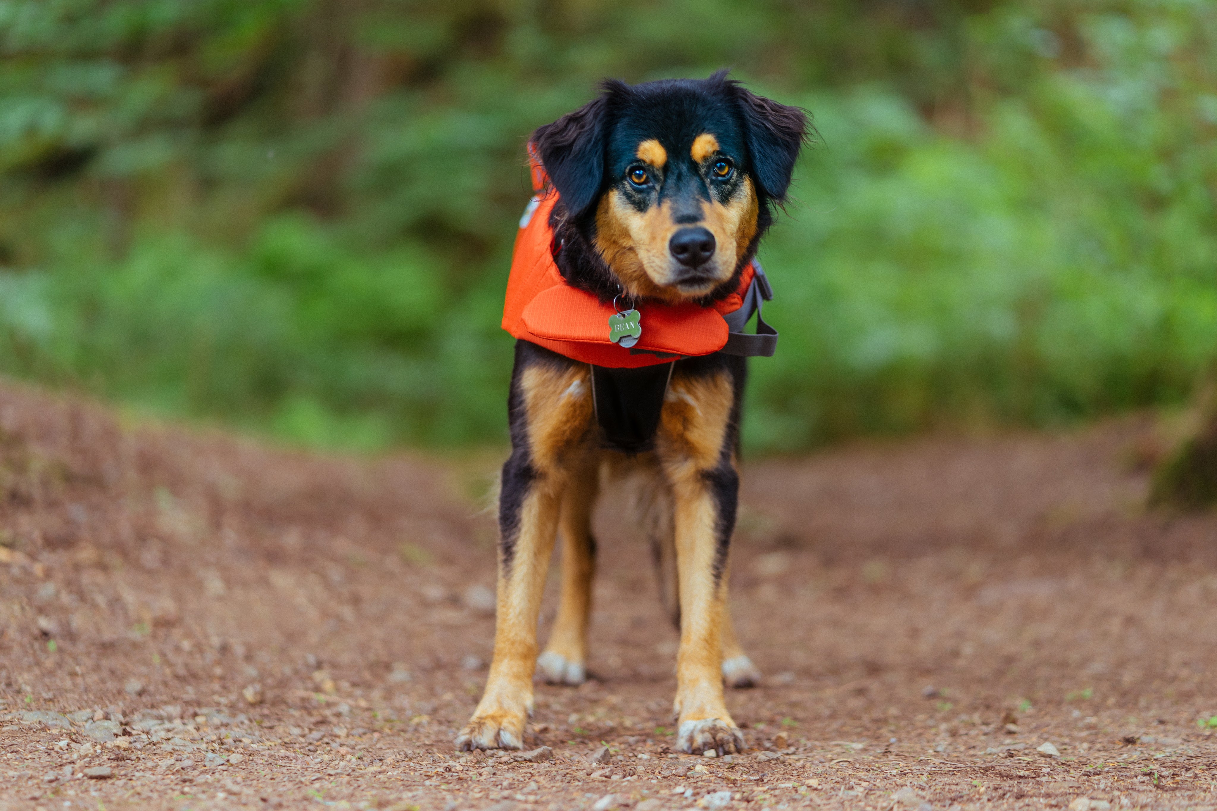 dog-in-lifejacket.jpg